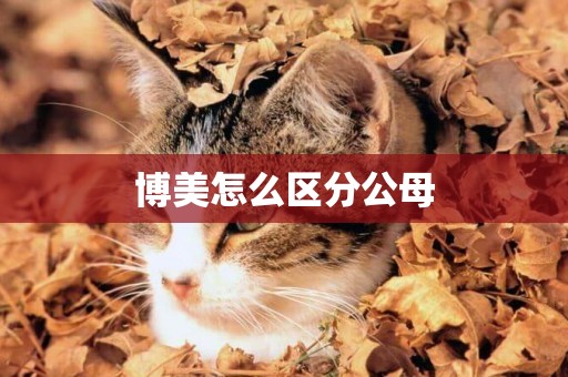 博美怎么區分公母