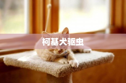 柯基犬驅蟲