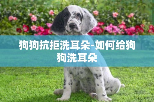 狗狗抗拒洗耳朵-如何給狗狗洗耳朵