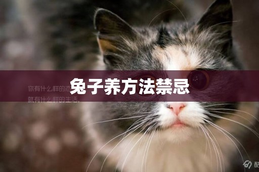 兔子養方法禁忌