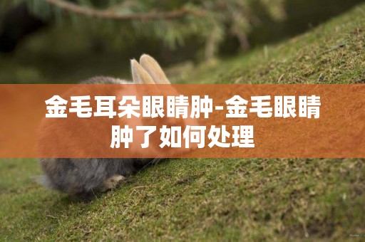 金毛耳朵眼睛腫-金毛眼睛腫了如何處理