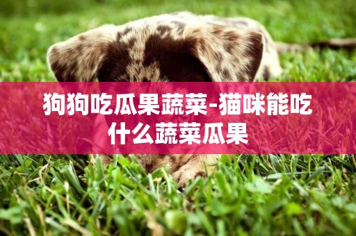 狗狗吃瓜果蔬菜-貓咪能吃什么蔬菜瓜果