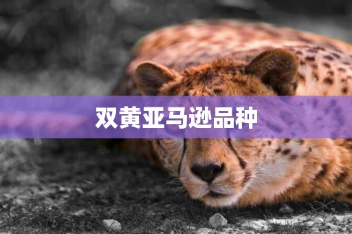 雙黃亞馬遜品種
