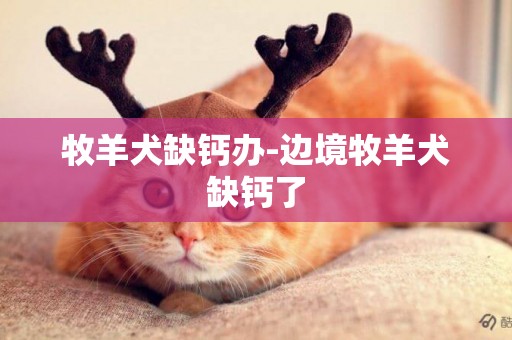 牧羊犬缺鈣辦-邊境牧羊犬缺鈣了