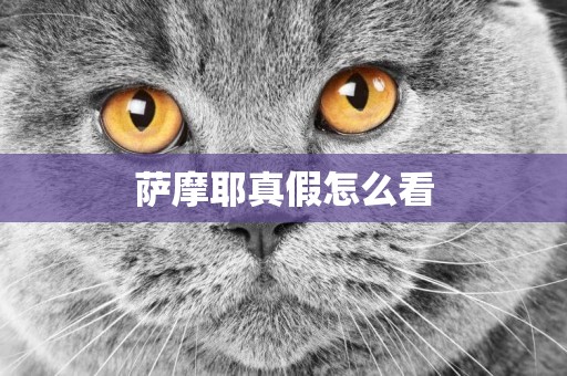 薩摩耶真假怎么看