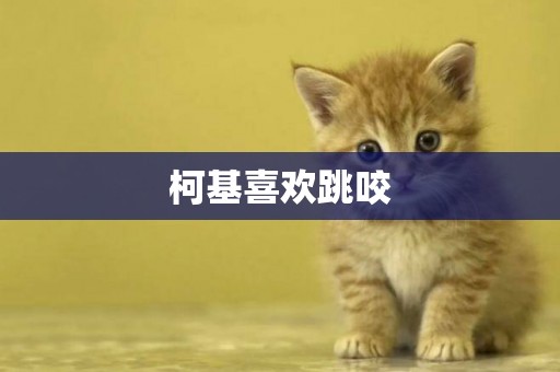 柯基喜歡跳咬