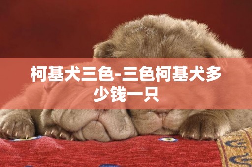 柯基犬三色-三色柯基犬多少錢一只