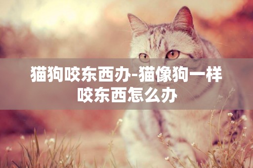 貓狗咬東西辦-貓像狗一樣咬東西怎么辦