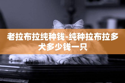老拉布拉純種錢-純種拉布拉多犬多少錢一只