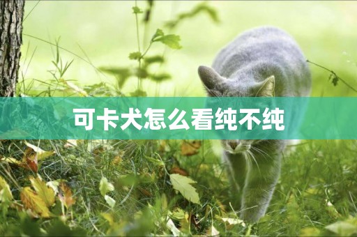 可卡犬怎么看純不純