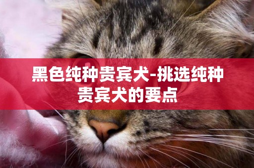 黑色純種貴賓犬-挑選純種貴賓犬的要點