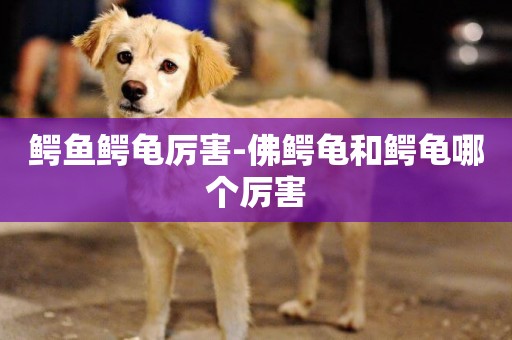 鱷魚鱷龜厲害-佛鱷龜和鱷龜哪個厲害