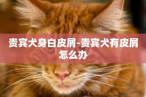 貴賓犬身白皮屑-貴賓犬有皮屑怎么辦