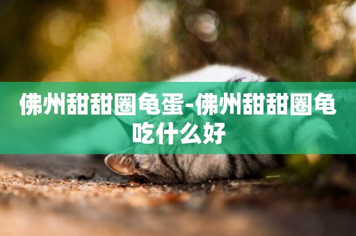 佛州甜甜圈龜蛋-佛州甜甜圈龜吃什么好