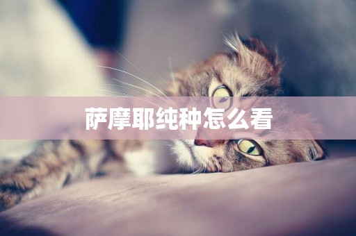 薩摩耶純種怎么看
