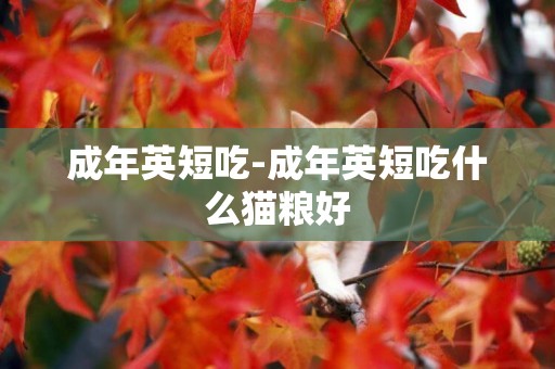 成年英短吃-成年英短吃什么貓糧好