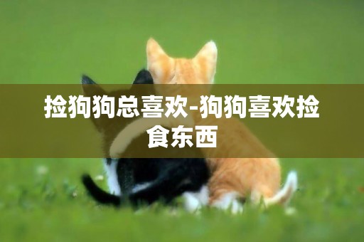 撿狗狗總喜歡-狗狗喜歡撿食東西