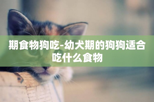 期食物狗吃-幼犬期的狗狗適合吃什么食物