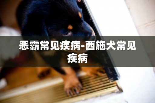 惡霸常見疾病-西施犬常見疾病