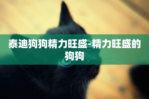 泰迪狗狗精力旺盛-精力旺盛的狗狗