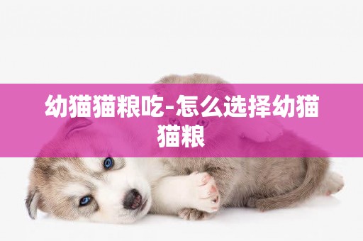 幼貓貓糧吃-怎么選擇幼貓貓糧