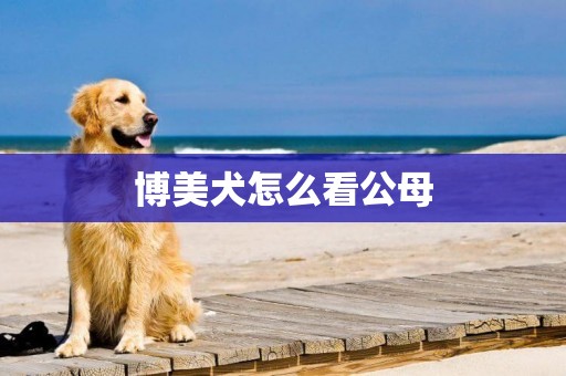 博美犬怎么看公母