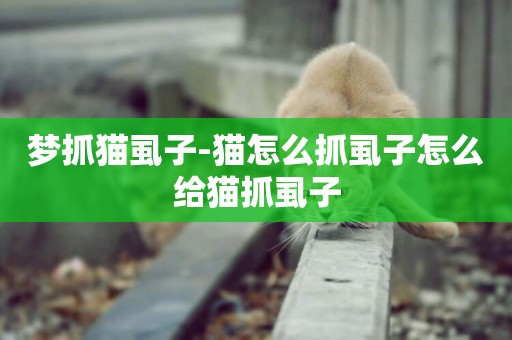 夢抓貓虱子-貓怎么抓虱子怎么給貓抓虱子