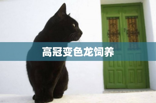 高冠變色龍飼養