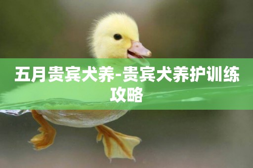 五月貴賓犬養-貴賓犬養護訓練攻略
