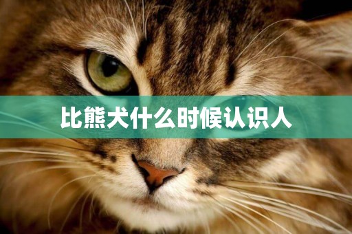 比熊犬什么時候認識人