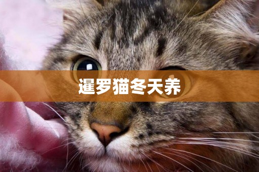 暹羅貓冬天養