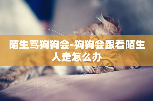 陌生罵狗狗會-狗狗會跟著陌生人走怎么辦