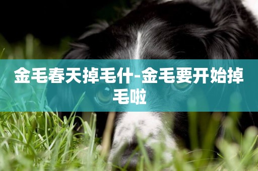 金毛春天掉毛什-金毛要開始掉毛啦