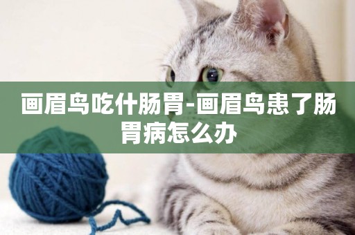 畫眉鳥吃什腸胃-畫眉鳥患了腸胃病怎么辦