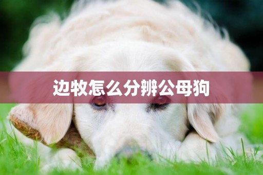 邊牧怎么分辨公母狗