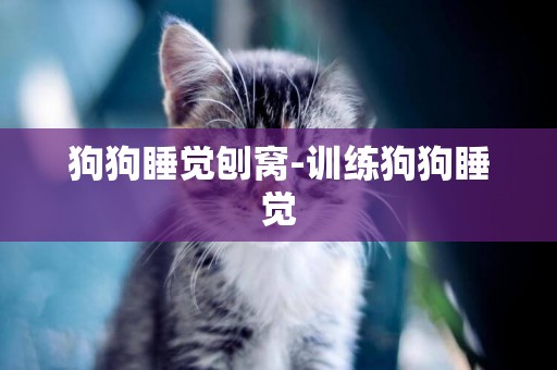 狗狗睡覺刨窩-訓練狗狗睡覺