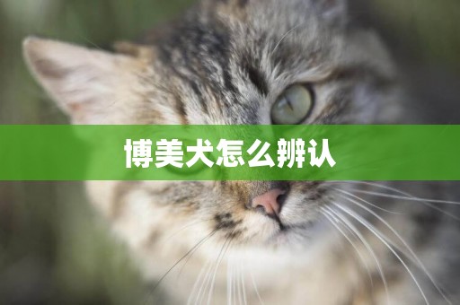 博美犬怎么辨認