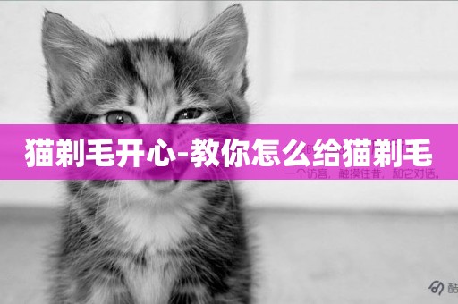貓剃毛開心-教你怎么給貓剃毛