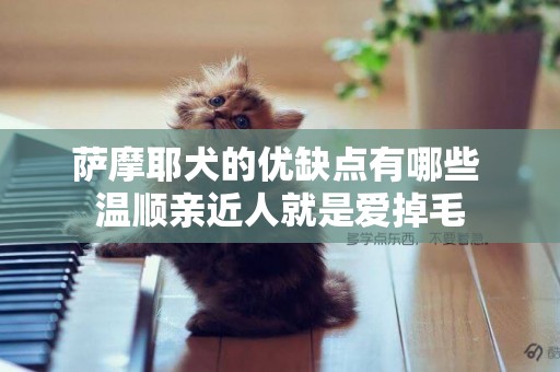 薩摩耶犬的優缺點有哪些 溫順親近人就是愛掉毛