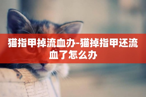 貓指甲掉流血辦-貓掉指甲還流血了怎么辦