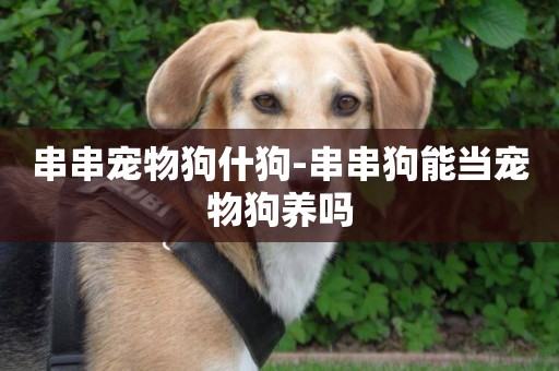 串串寵物狗什狗-串串狗能當寵物狗養嗎