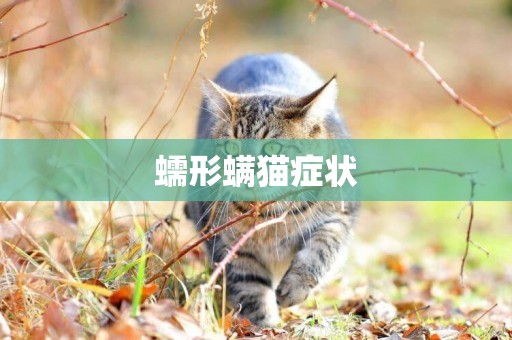 蠕形螨貓癥狀