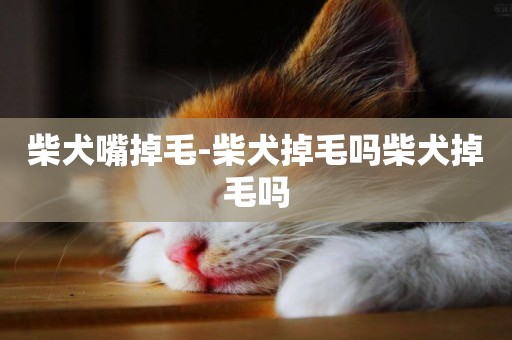 柴犬嘴掉毛-柴犬掉毛嗎柴犬掉毛嗎