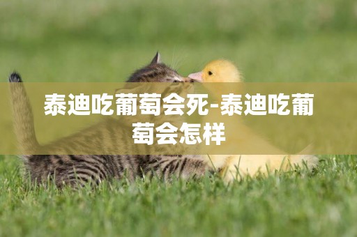 泰迪吃葡萄會死-泰迪吃葡萄會怎樣