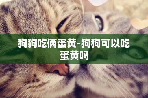 狗狗吃倆蛋黃-狗狗可以吃蛋黃嗎