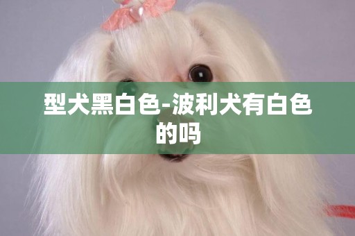 型犬黑白色-波利犬有白色的嗎