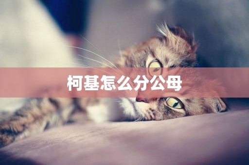 柯基怎么分公母