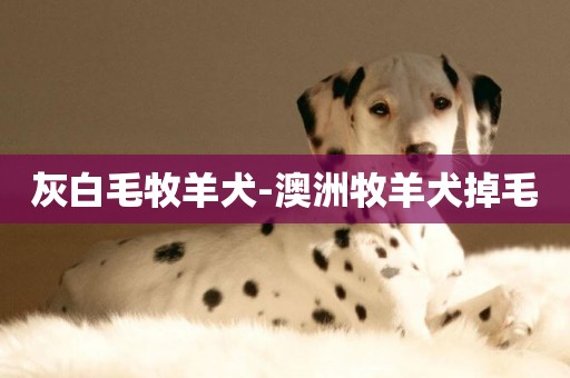 灰白毛牧羊犬-澳洲牧羊犬掉毛