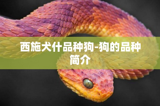 西施犬什品種狗-狗的品種簡介