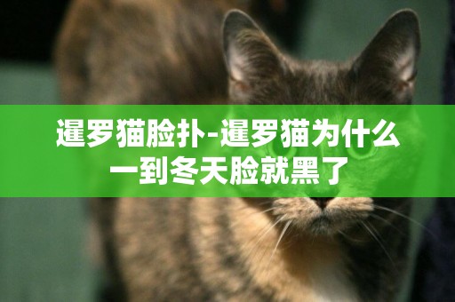 暹羅貓臉撲-暹羅貓為什么一到冬天臉就黑了